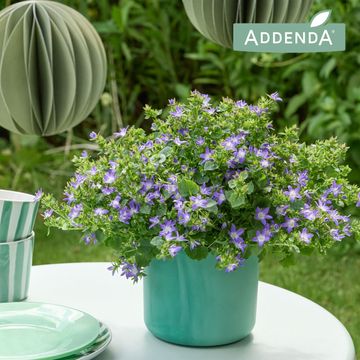 Campanula portenschlagiana AMBELLA INTENS PURPLE