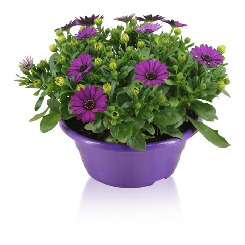 Osteospermum MARGARITA PURPLE