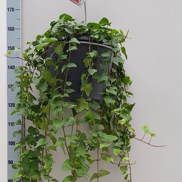 Hedera helix 'Mein Herz'