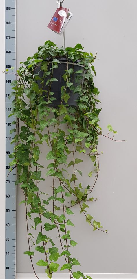 Hedera helix 'Mein Herz'