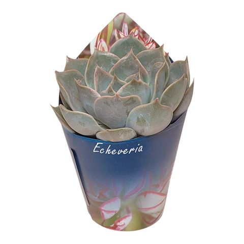 Echeveria 'Starlite'