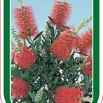 Callistemon rigidus