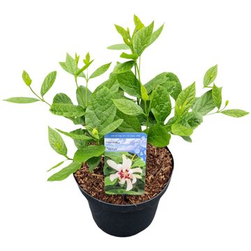 Calycanthus MIX