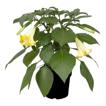 Brugmansia BUSH YELLOW