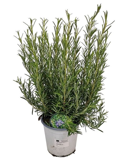 Rosmarinus officinalis