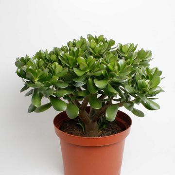Crassula ovata