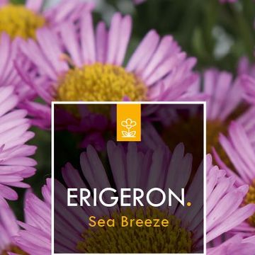 Erigeron glaucus 'Sea Breeze'
