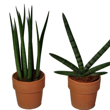 Sansevieria cylindrica MIX