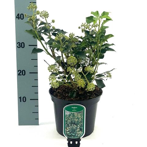 Hedera helix 'Simone'