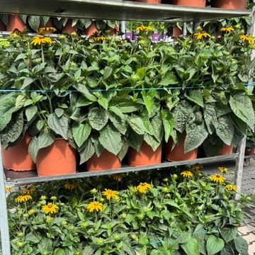 Rudbeckia fulgida 'Goldsturm'