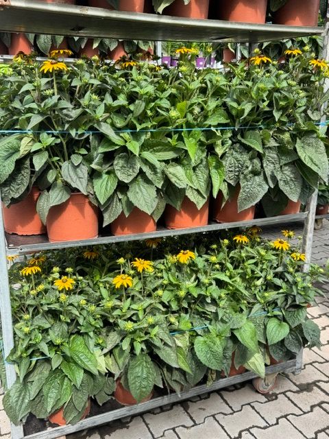 Rudbeckia fulgida 'Goldsturm'