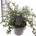 Ceanothus thyrsiflorus repens