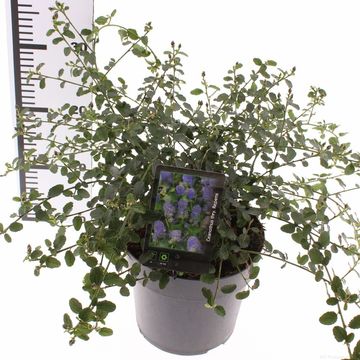 Ceanothus thyrsiflorus repens