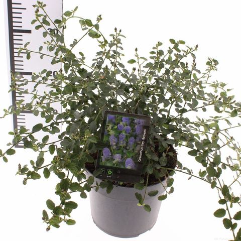 Ceanothus thyrsiflorus repens