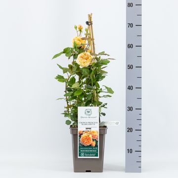 Роза CROWN PRINCESS MARGARETA