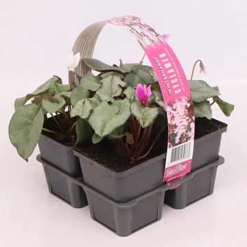Cyclamen hederifolium SILVER LEAF MIX