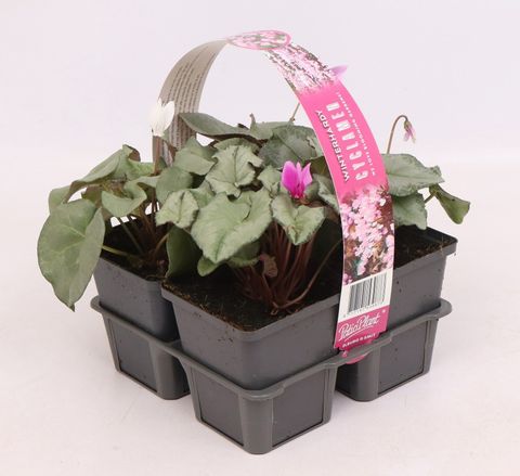 Cyclamen hederifolium SILVER LEAF MIX