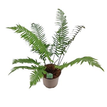 Dryopteris cycadina