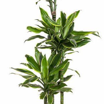 Dracaena fragrans 'Golden Coast'