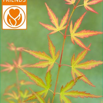 Acer palmatum 'Wilson's Pink Dwarf'