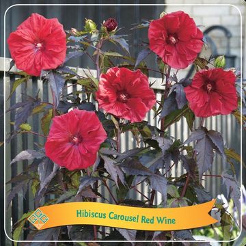 Hibiscus moscheutos CAROUSEL RED WINE