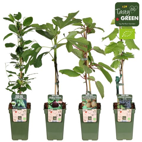 Plantas frutíferas MIX