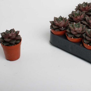 Echeveria purpusorum