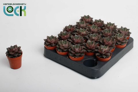 Echeveria purpusorum