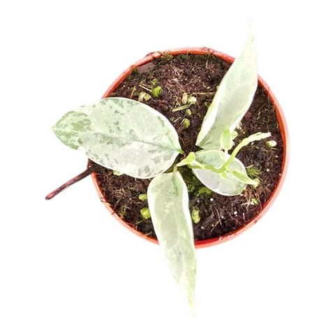 Streptocaulon juventas 'Variegata'