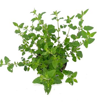 Salvia microphylla 'Hot Lips'