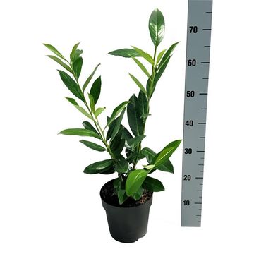 Prunus laurocerasus 'Novita'