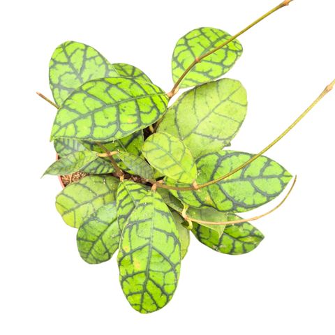 Hoya callistophylla 'Black Cat' — Растения Оптовая FlorAccess