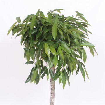 Ficus binnendijkii 'Amstel King'