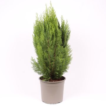 Chamaecyparis lawsoniana 'Green Pillar'