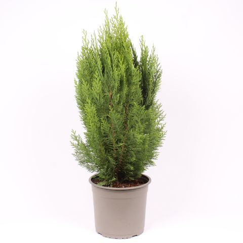 Chamaecyparis lawsoniana 'Green Pillar'