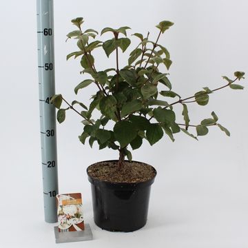 Viburnum carlesii 'Aurora'