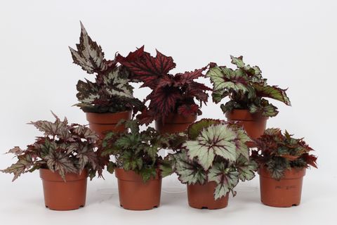 Begonex Begonia REX MIX — Plant Wholesale FlorAccess