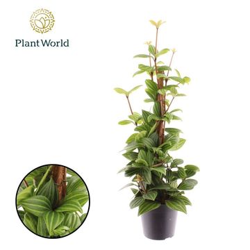 Peperomia angulata 'Rocca Alto'