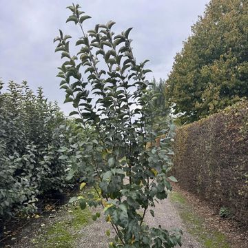 Malus 'Evereste'