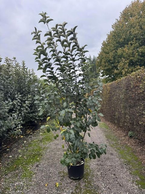 Malus 'Evereste'
