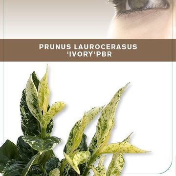 Prunus laurocerasus 'Ivory'