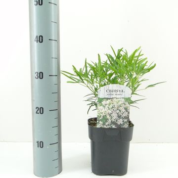 Choisya 'Aztec Pearl'