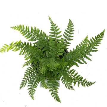 Polystichum aculeatum