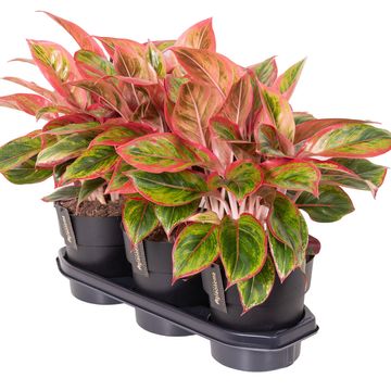 Aglaonema 'Jamaica Red'