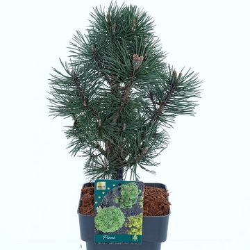 Pinus mugo 'Columbo'