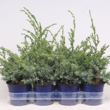 Juniperus chinensis 'Blue Alps'