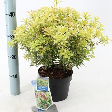 Pieris japonica 'Little Goldy'