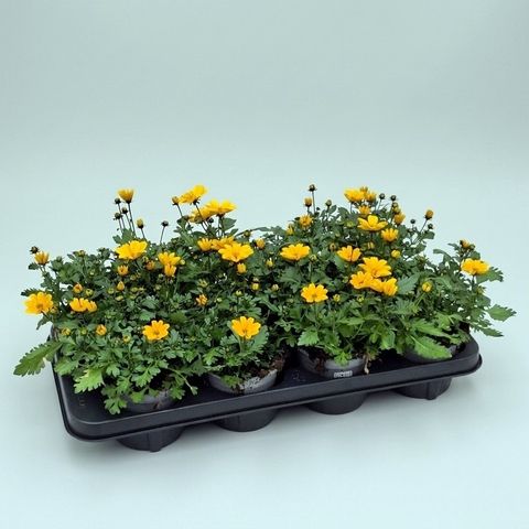 Bidens ferulifolia