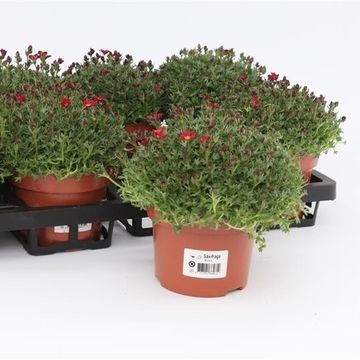 Saxifraga 'Peter Pan'