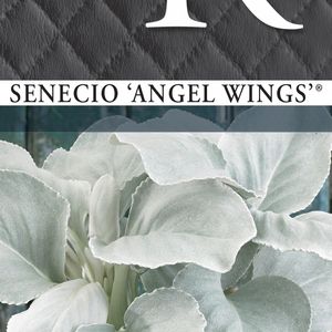 Senecio candicans ANGEL WINGS